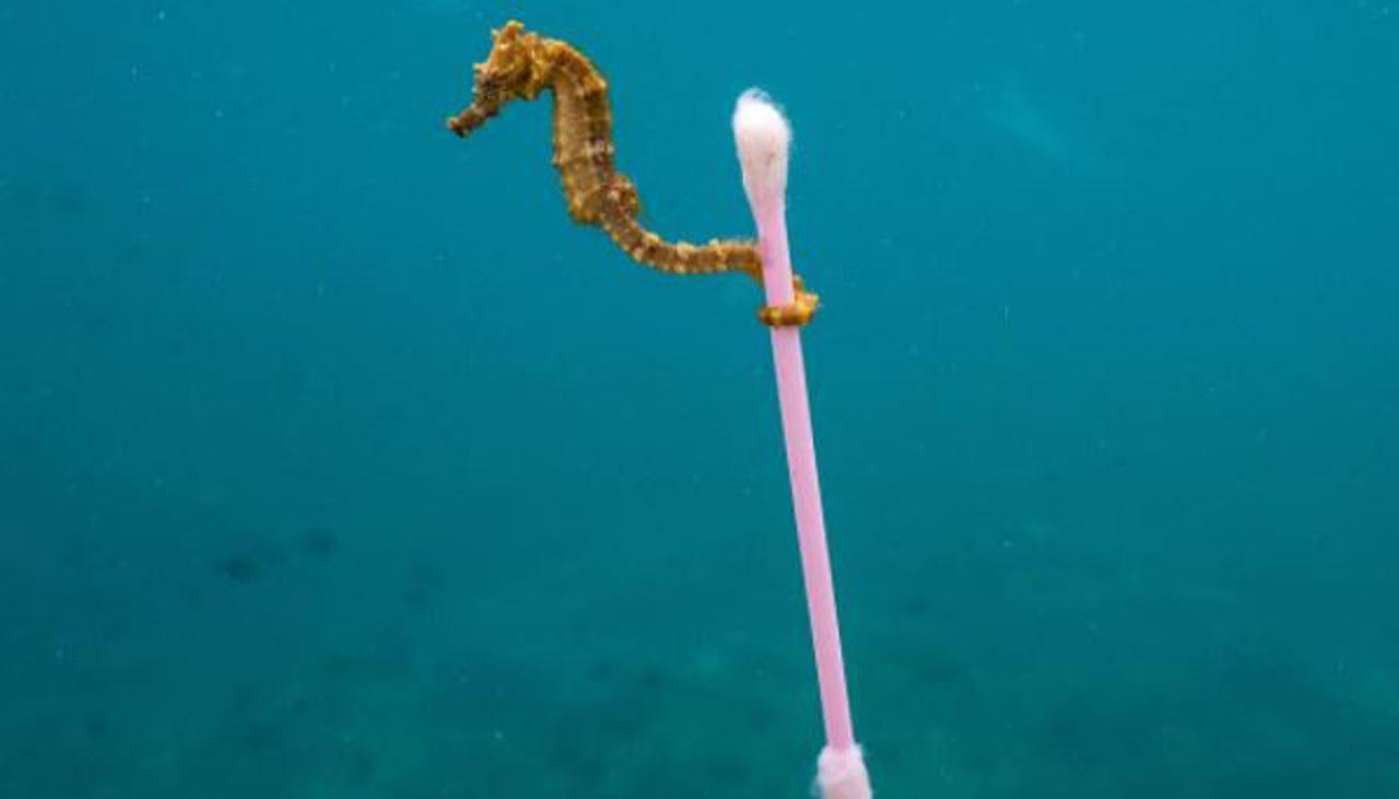 Photo of seahorse holding a Q-tip goes global | Newshub