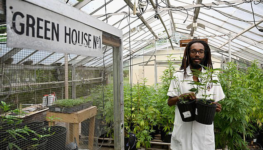 Jamaican scientist recreates marijuana originally smoked by Bob Marley |  Newshub