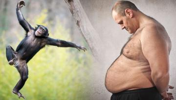https://www.newshub.co.nz/home/lifestyle/2019/07/why-humans-get-fat-and-chimps-don-t/_jcr_content/par/video/image.dynimg.360.q75.jpg/v1562461822861/chimpanzee-obese-man-1120-+getty.jpg