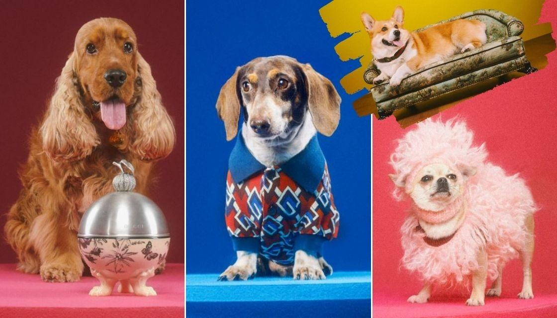 Gucci launches luxury 2022 Pet Collection for fashion-forward furry friends  | Newshub