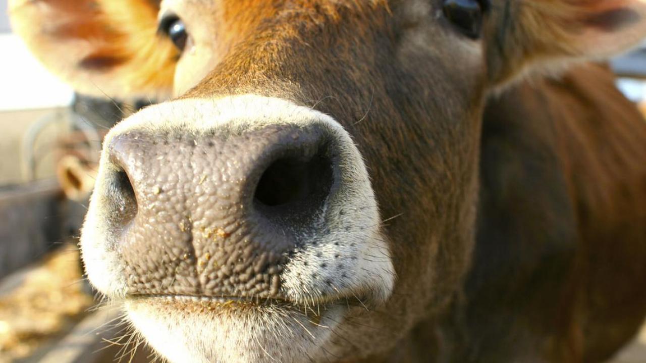 Landcorp ditches 'destructive' cow feed supplement | Newshub