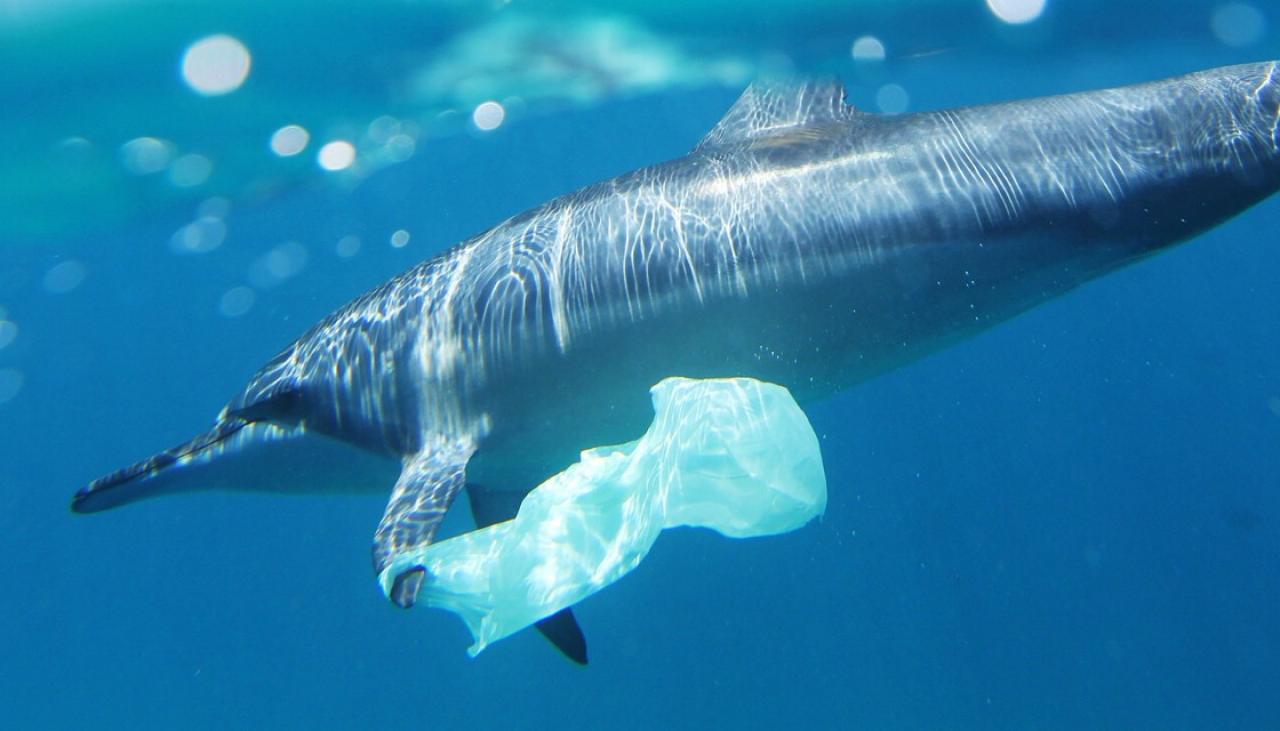 plastic dolphin bag bags pollution tax money nz newshub countdown phase zealand environment