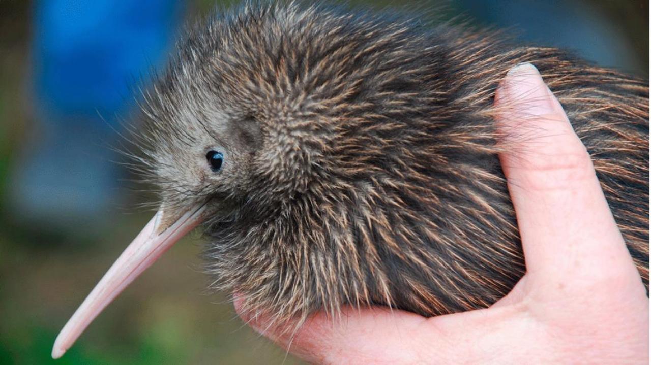 Is kiwi farming the way to save our national bird? | Newshub