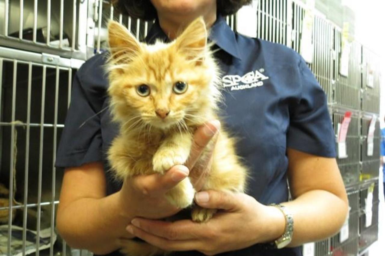 SPCA Wellington launches 9 'snip and chip' for cats Newshub