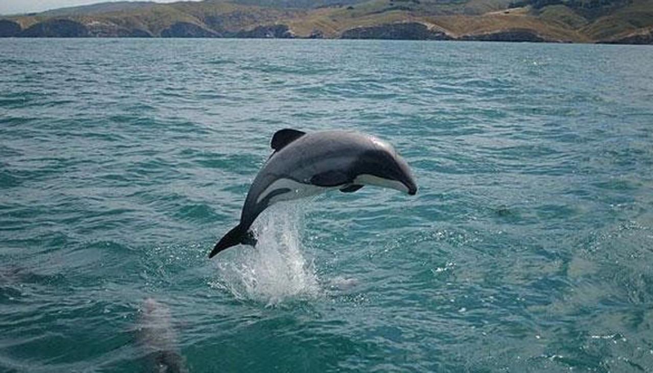 New technology could help protect the Māui dolphin | Newshub diagram for ocean 