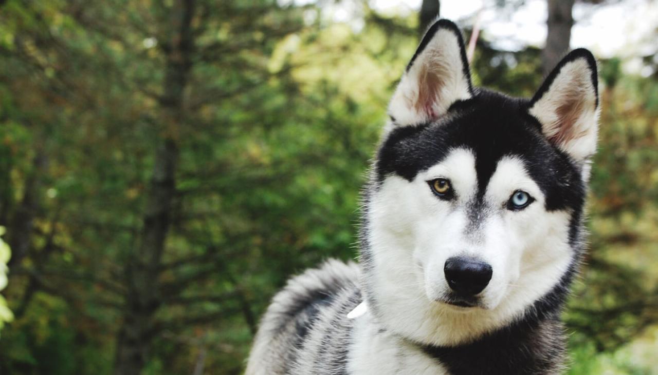 Rescue group flooded with huskies as breed grows in popularity