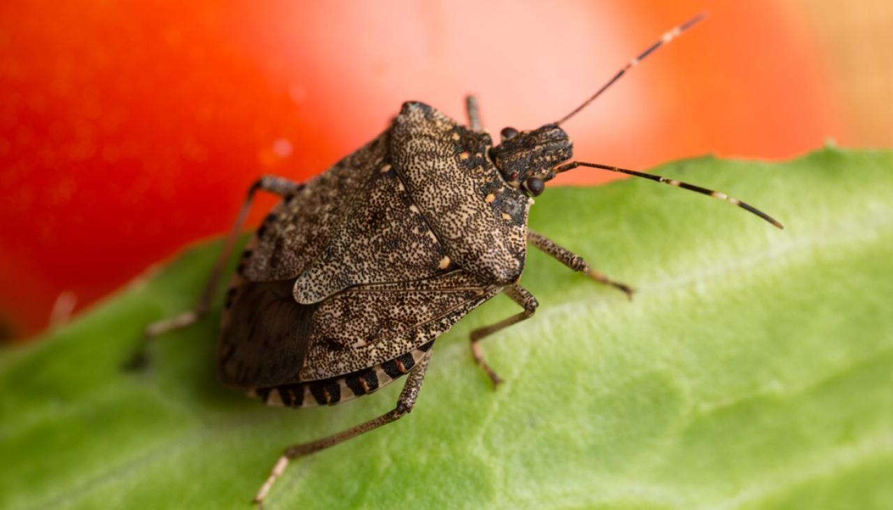 More stink bugs found banished from NZ waters Newshub