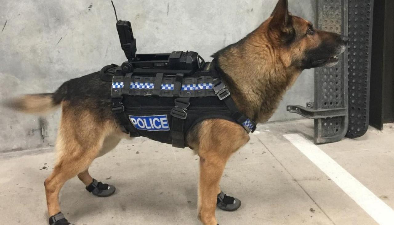 Police dogs could go hightech in wake of Kawerau siege