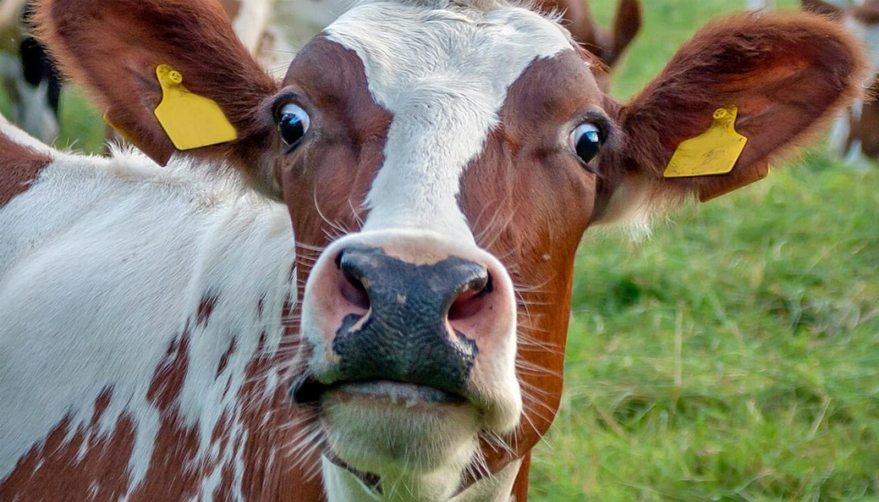 Auckland mad  cow  attack survivor used wild karate in 