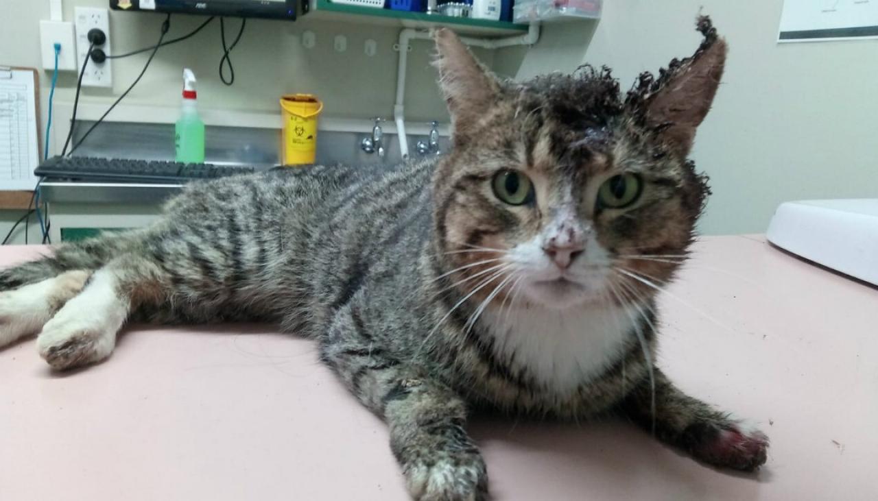Stray Kaitaia cat dies after enormous abscess on its head explodes