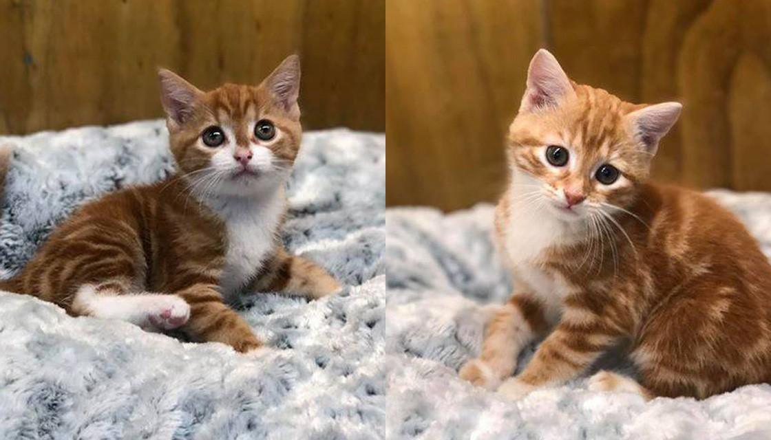 Outrage at undesexed kittens for sale at Auckland pet store | Newshub