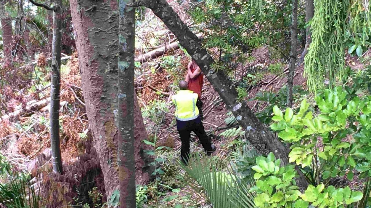 Council won't try to stop ancient kauri's felling