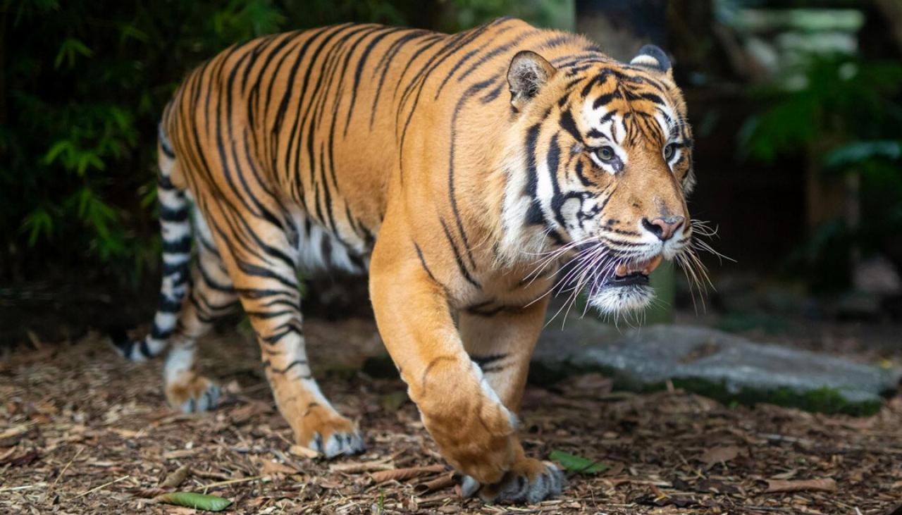 Auckland Zoo euthanises tiger Berani, who was born there in 2008 | Newshub