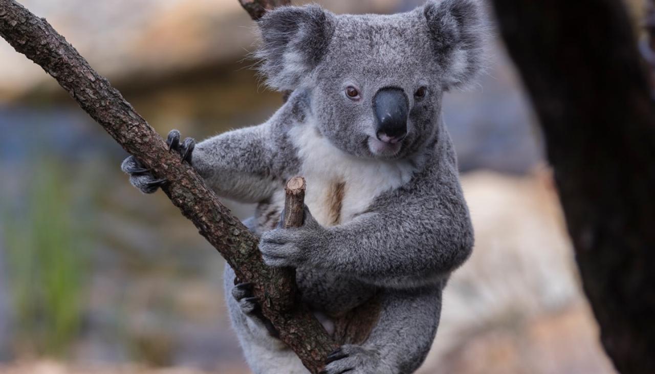 Thousands sign petition to bring koalas to New Zealand | Newshub