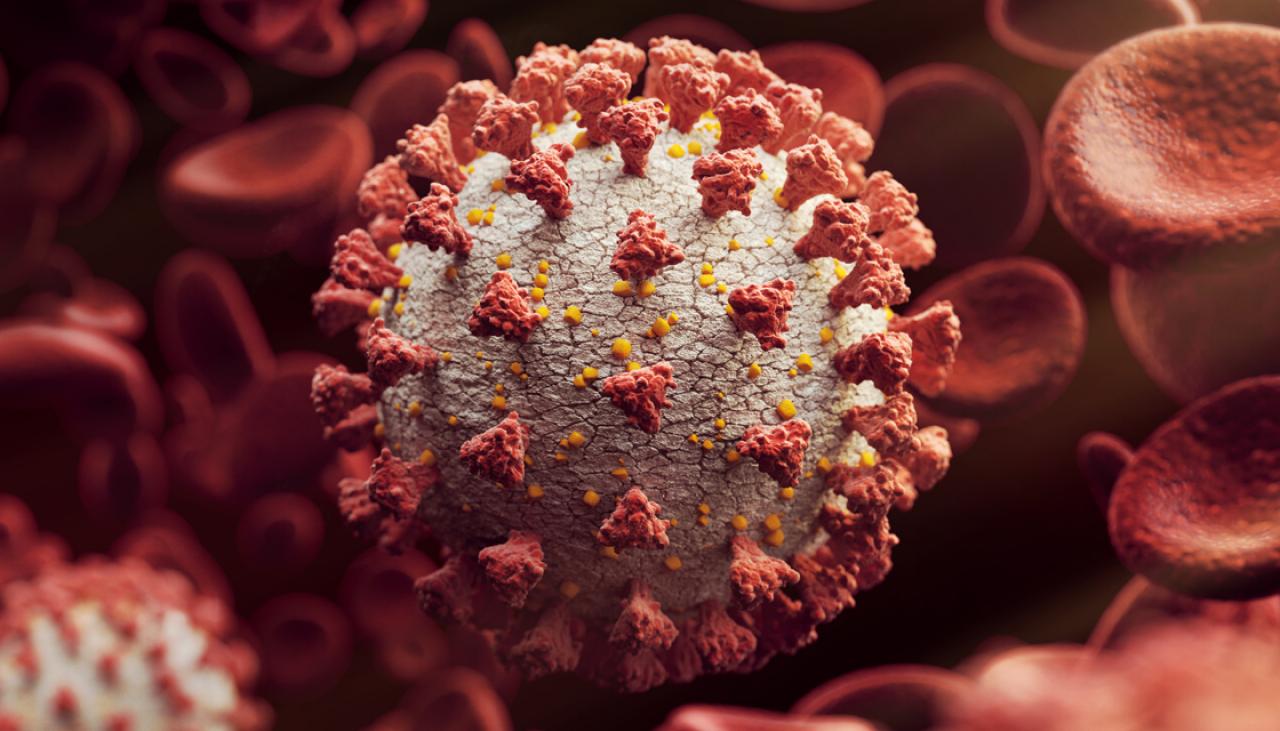 Coronavirus: One new case of COVID-19 at New Zealand's ...