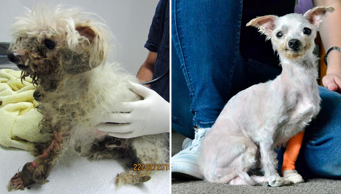 SPCA List of Shame 2021: New Zealand's ten worst animal cruelty cases of  the last year exposed | Newshub