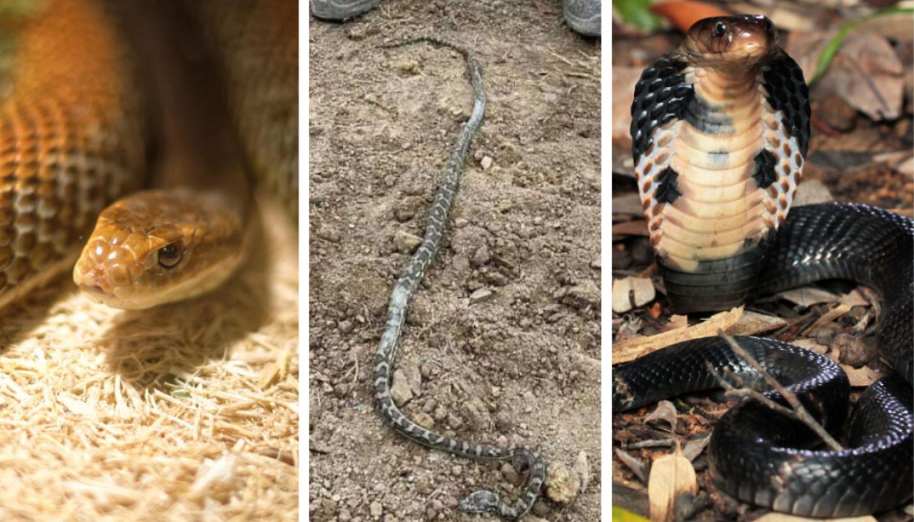 Snakes in New Zealand: How many have been found here? | Newshub