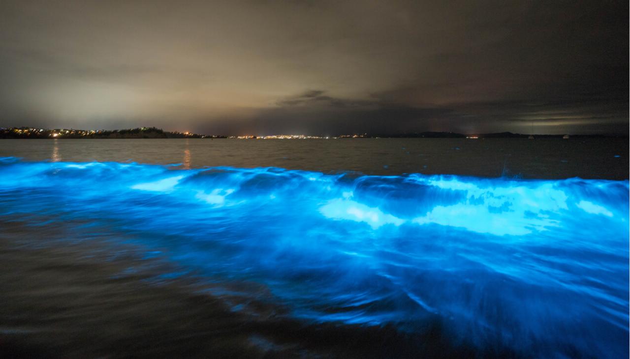 Bioluminescence lights up Auckland's Tindalls Beach as 'unreal' algal