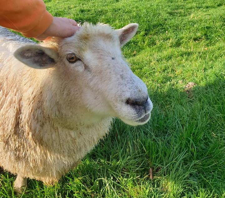 Owner sombre after thieves steal pregnant ewe Meg from her Rotorua ...