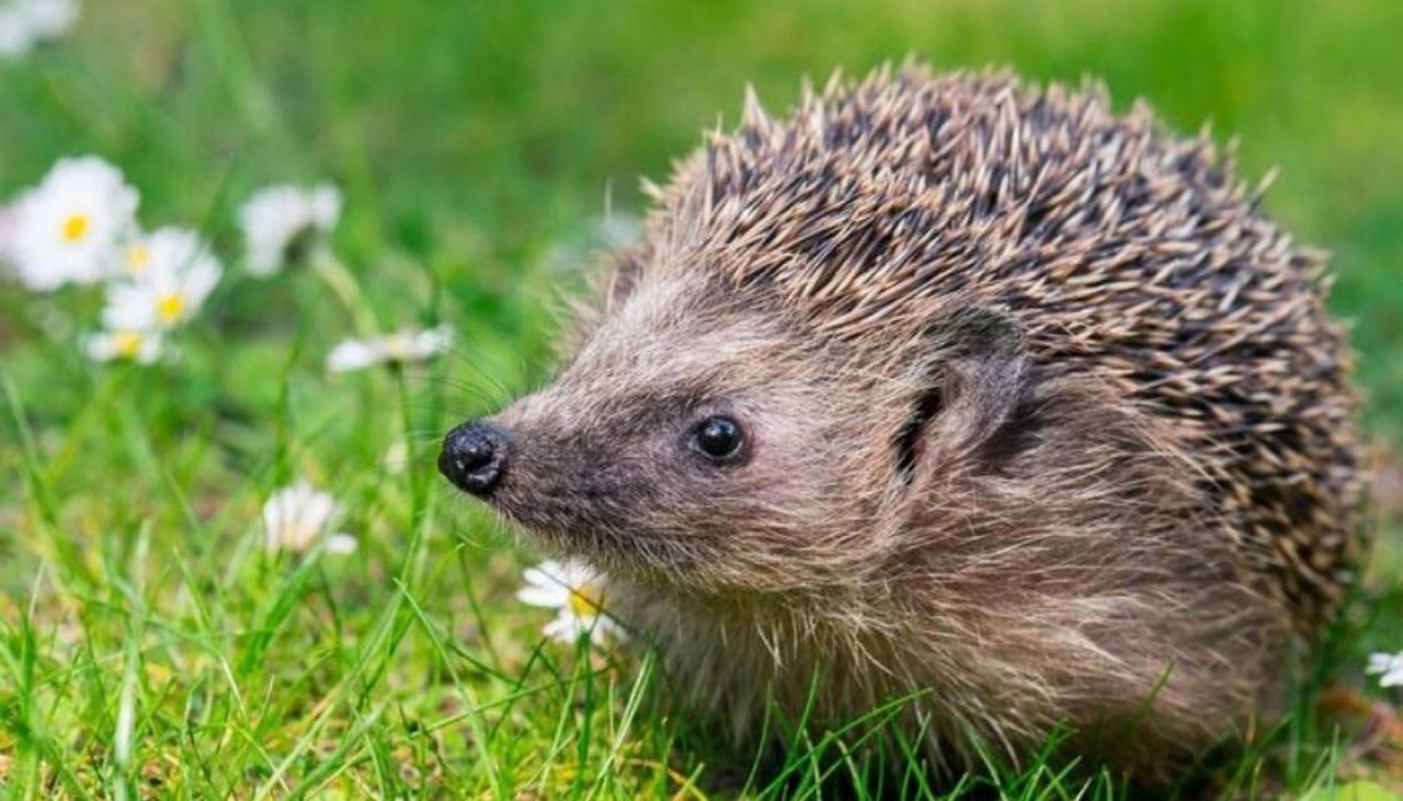 Gps Tracking Of Hedgehogs During Winter To Help Eradication Efforts