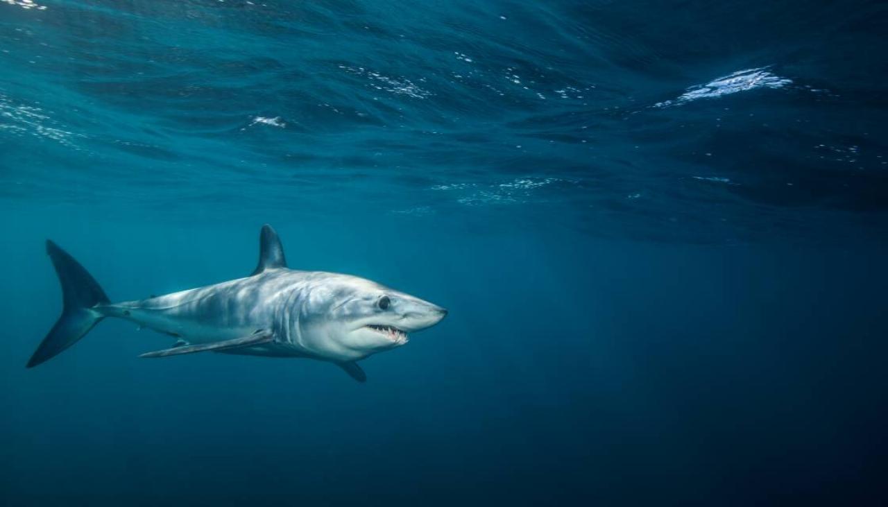 Weather: Kiwis warned to be on higher alert for sharks this summer | Newshub