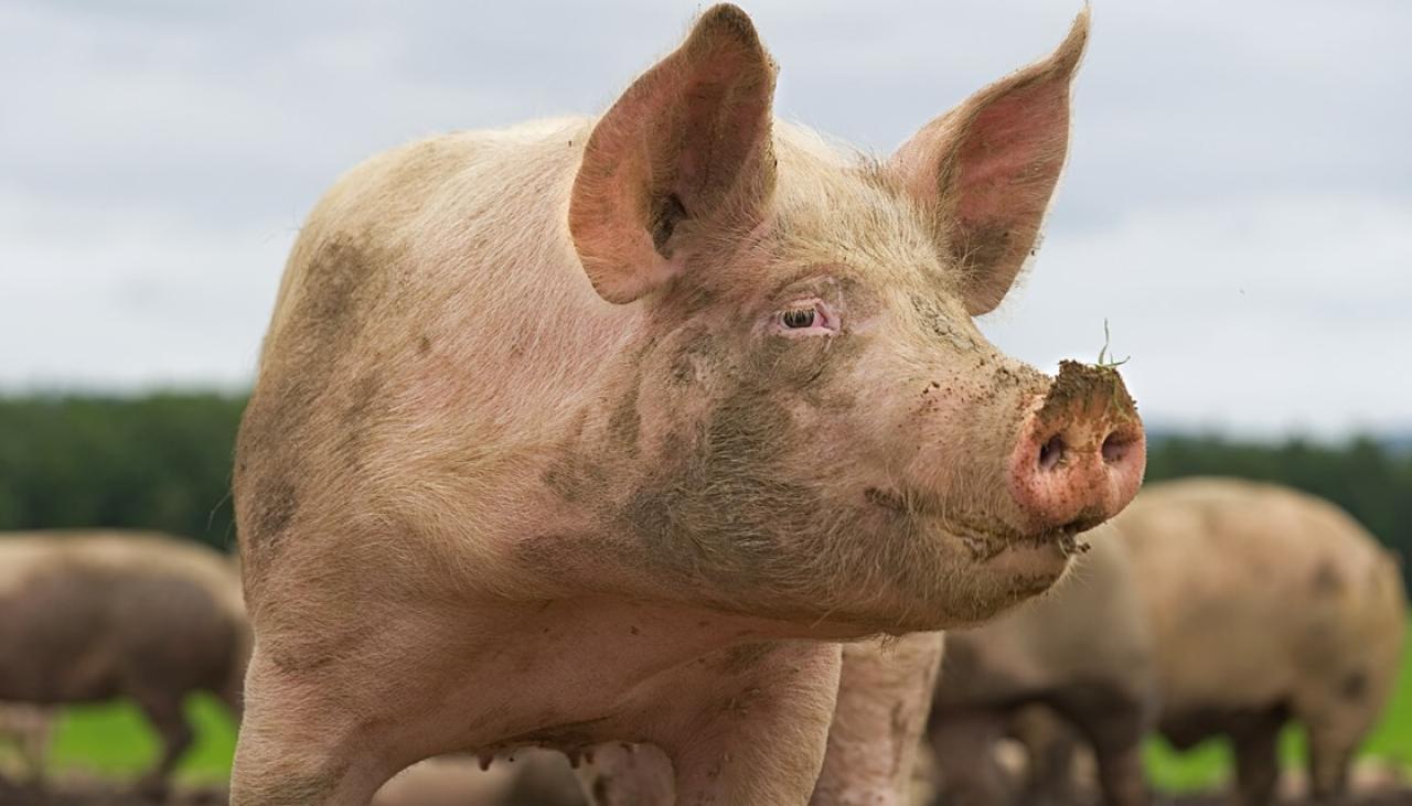 slids Kilimanjaro patois Ministry for Primary Industries investigating multiple live pig selling  businesses over animal cruelty claims | Newshub