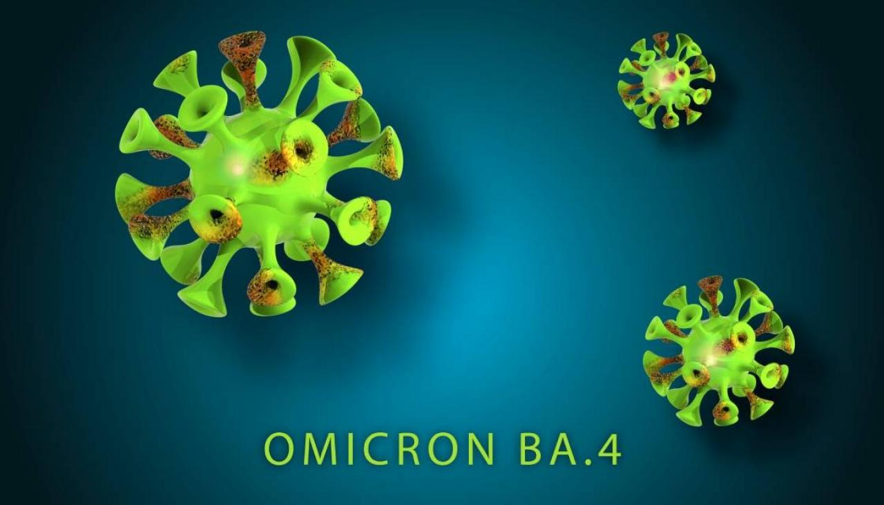 Coronavirus: lo que sabemos sobre la nueva subvariante de COVID-19 Omicron BA.4 tras su detección en Nueva Zelanda