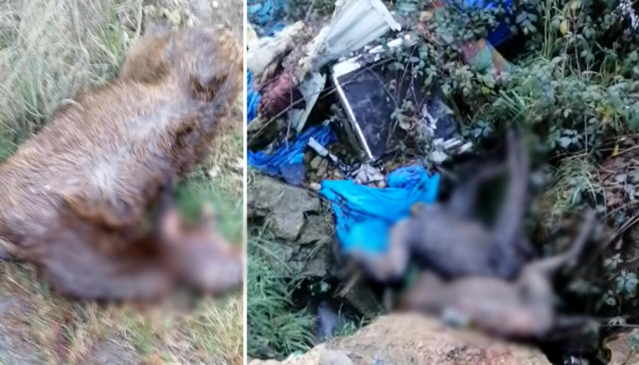 Multiple animal carcasses filmed in ‘horrific’ scene on Taupō roadside