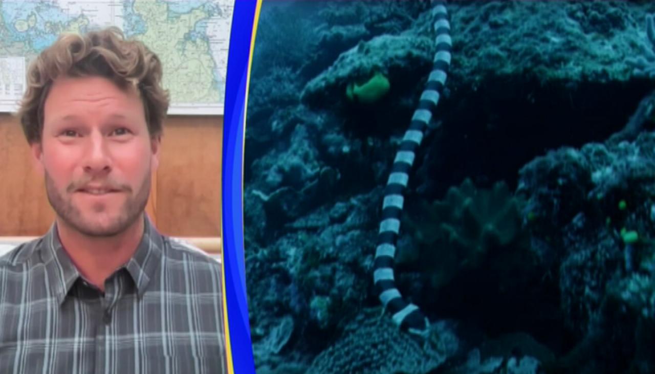 Marine biologist explains why tropical species like venomous sea snakes end  up in Aotearoa | Newshub