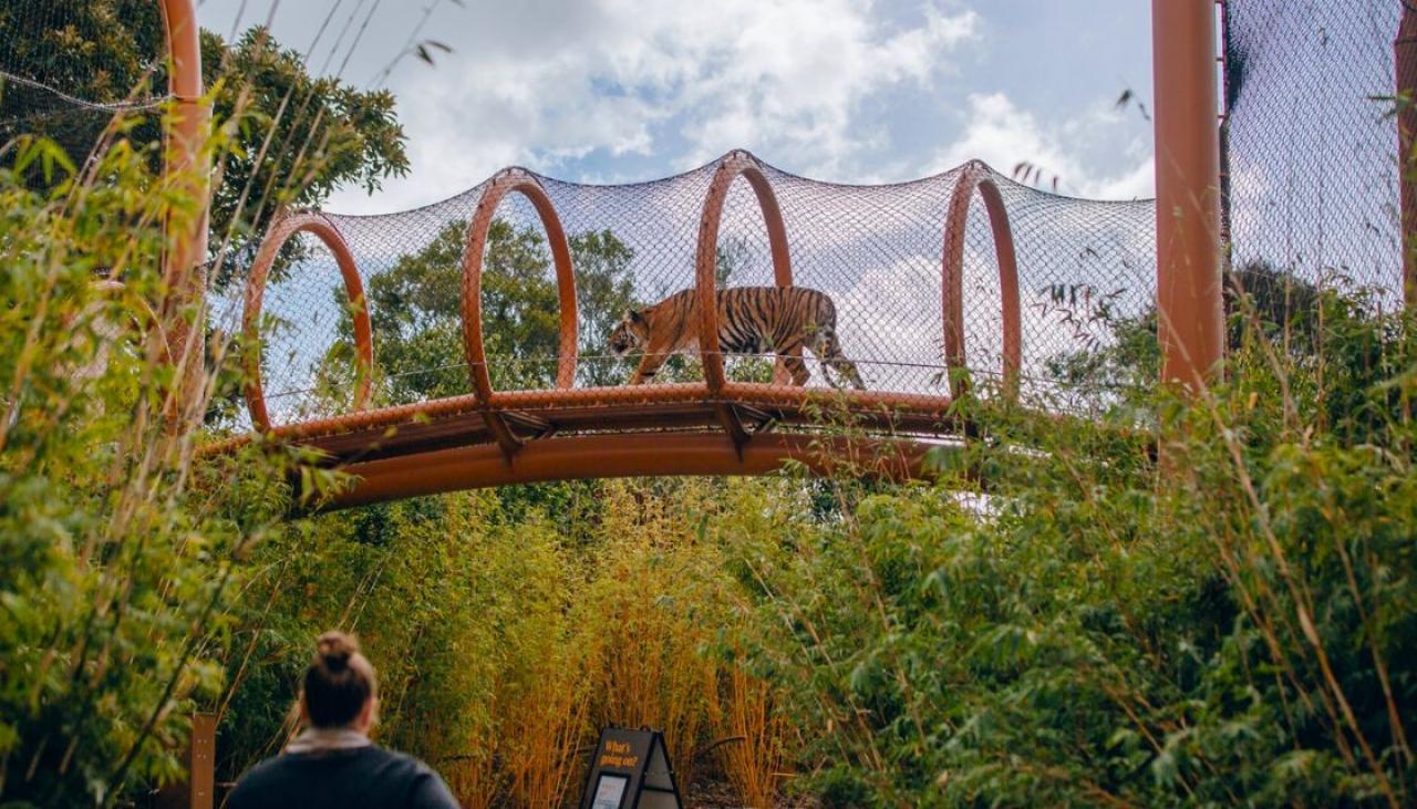 Auckland Zoo celebrates 100 years with its fans | Newshub