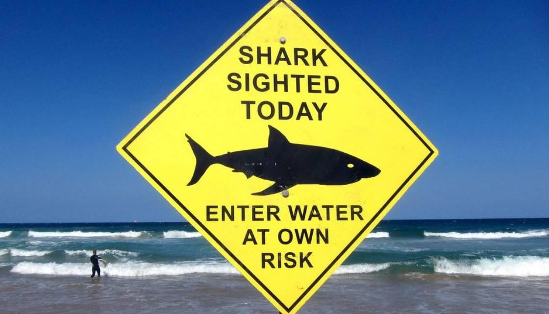 Bay of Plenty expected to be great white shark hotspot this holiday season  | Newshub