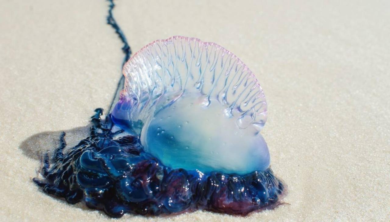 Warnings issued for beachgoers as bluebottles, faecal bacteria hit popular  Auckland spots | Newshub