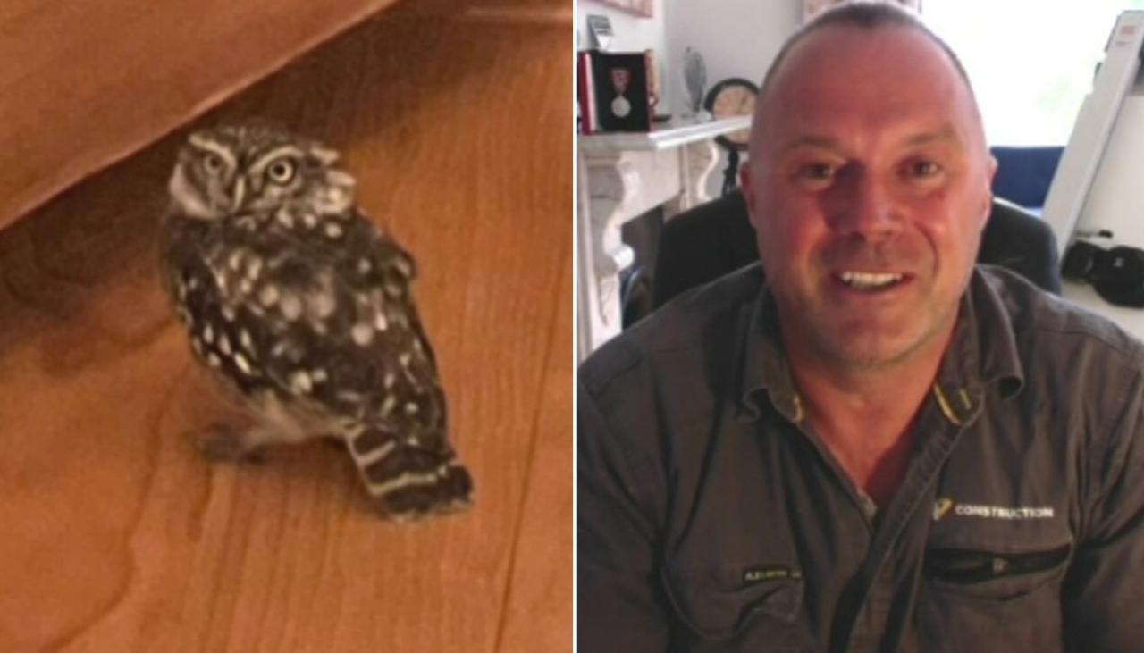 Canterbury man now has new flatmate after owl flies through cat door and  makes themself at home | Newshub