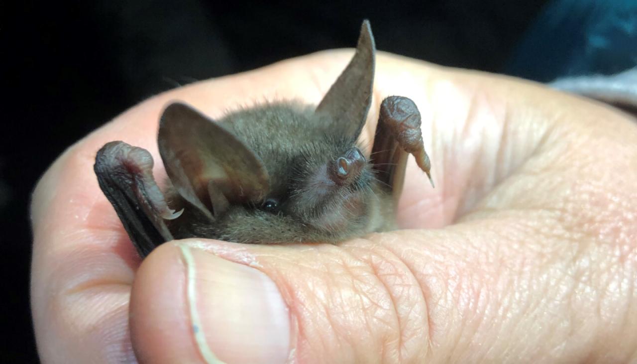 National conference aims to help declining native bat populations | Newshub