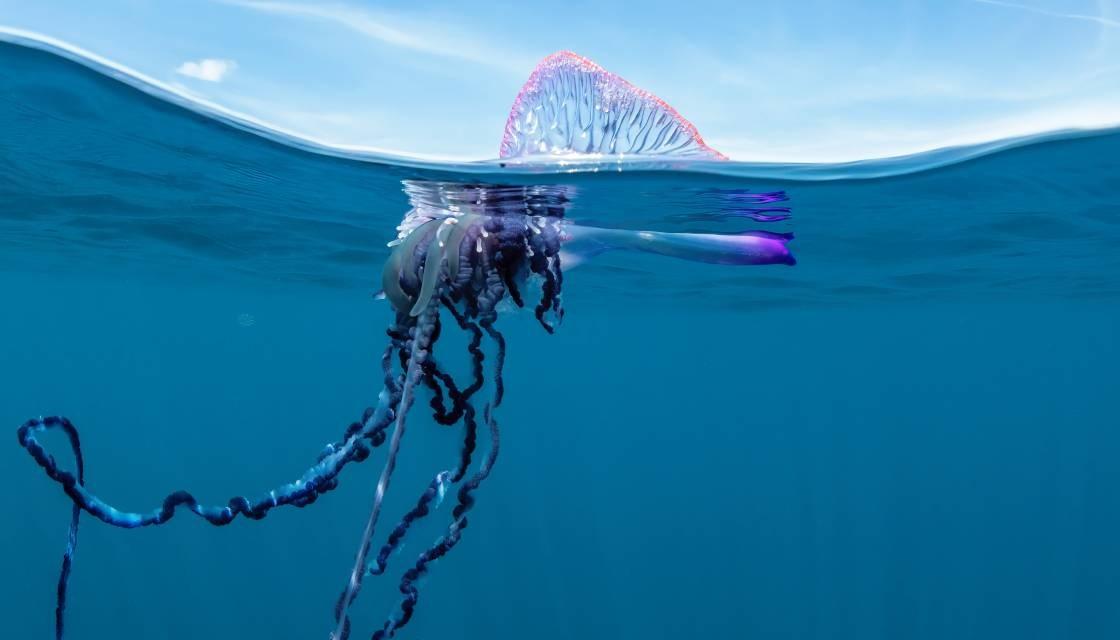 https://www.newshub.co.nz/home/new-zealand/2023/11/expert-s-warning-as-auckland-s-west-coast-sees-influx-of-bluebottle-jellyfish/_jcr_content/par/image_1803270627.dynimg.full.q75.jpg/v1700019291495/bluebottle-jellyfish-getty-1120.jpg