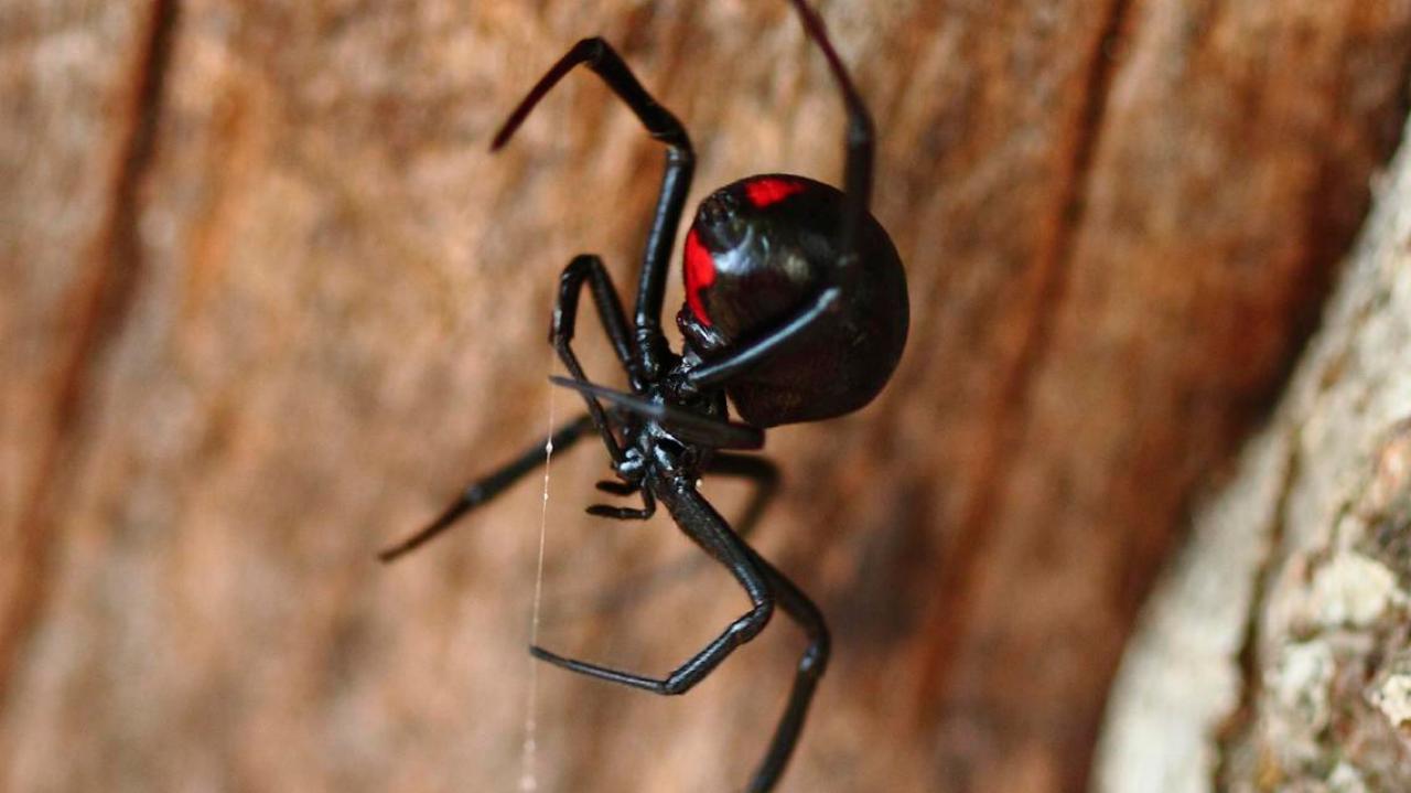 Venomous spiders found in grape shipment to NZ | Newshub