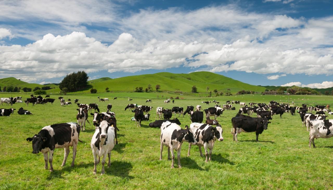 GettyImages 501861293 cows 1120.