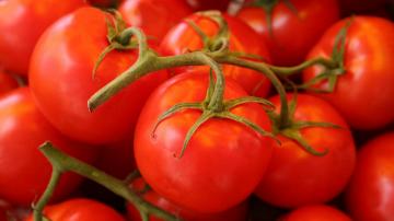 Tomato red spider mite pest discovered in New Zealand for first time ...