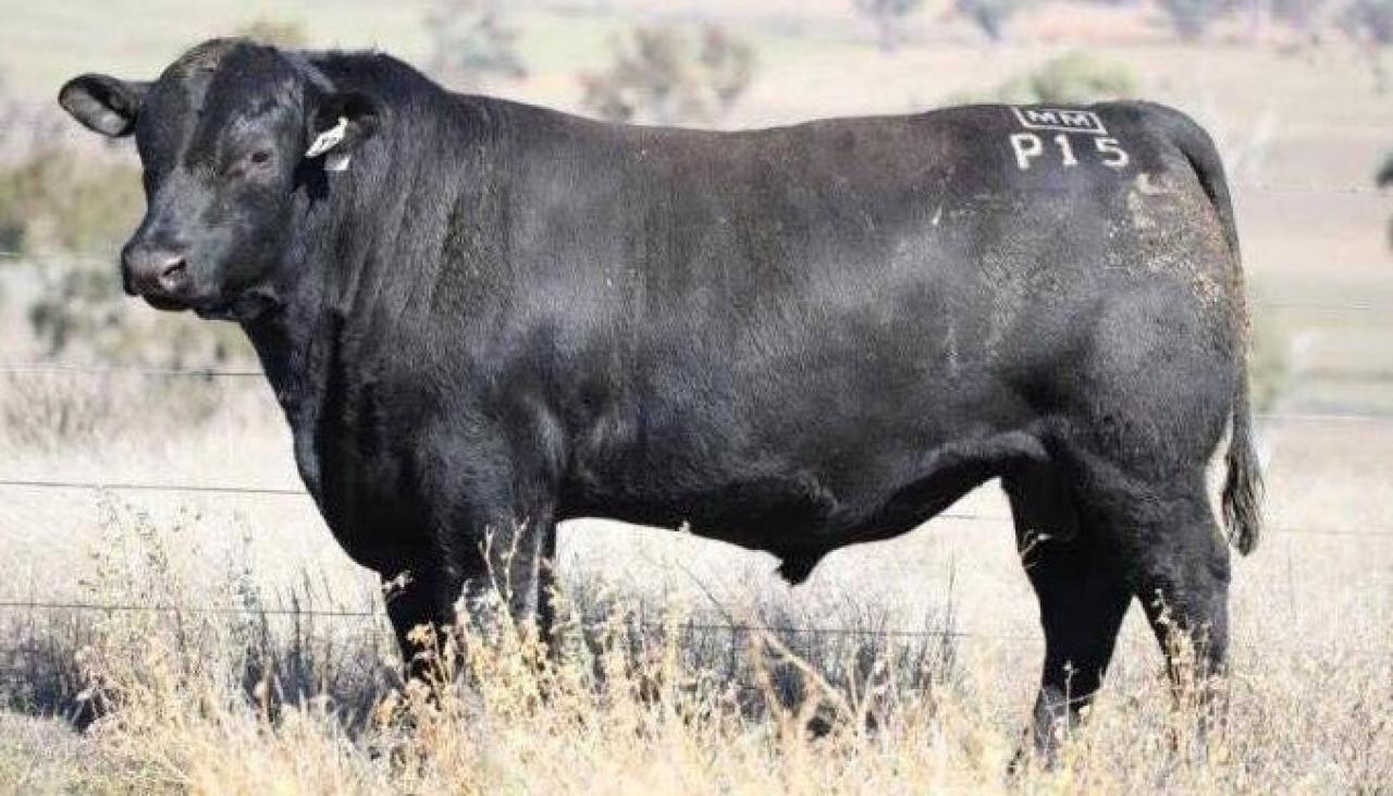 Huge bull sells for $160,000, sets new Australian price record