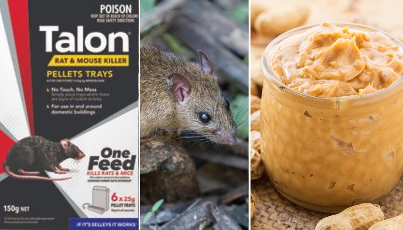 https://www.newshub.co.nz/home/rural/2019/09/new-pest-control-aims-to-have-rats-going-nuts/_jcr_content/par/video/image.dynimg.1280.q75.jpg/v1569551524409/selleysandgetty-POSION-BUTTER-1120.jpg