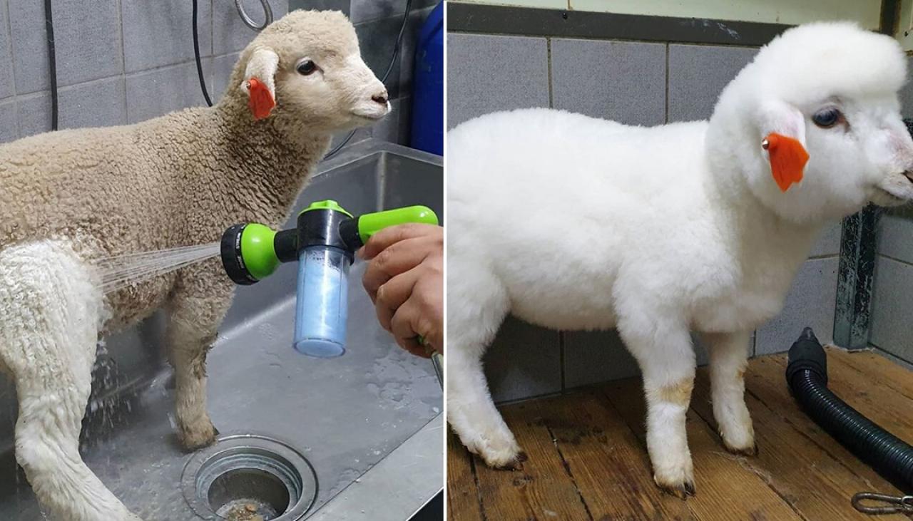 Lamb Goes Viral After Owners Give Him A Wash And A Blow Wave Newshub