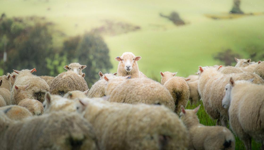 https://www.newshub.co.nz/home/rural/2020/05/80-sheep-killed-by-dogs-in-hastings/_jcr_content/par/image.dynimg.full.q75.jpg/v1590722635514/getty-sheep-1120.jpg