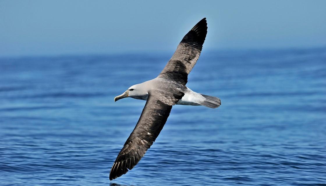 https://www.newshub.co.nz/home/rural/2020/05/government-plan-to-protect-seabirds-criticised-for-not-going-far-enough/_jcr_content/par/image.dynimg.full.q75.jpg/v1590555060266/getty-albatross-1120.jpg