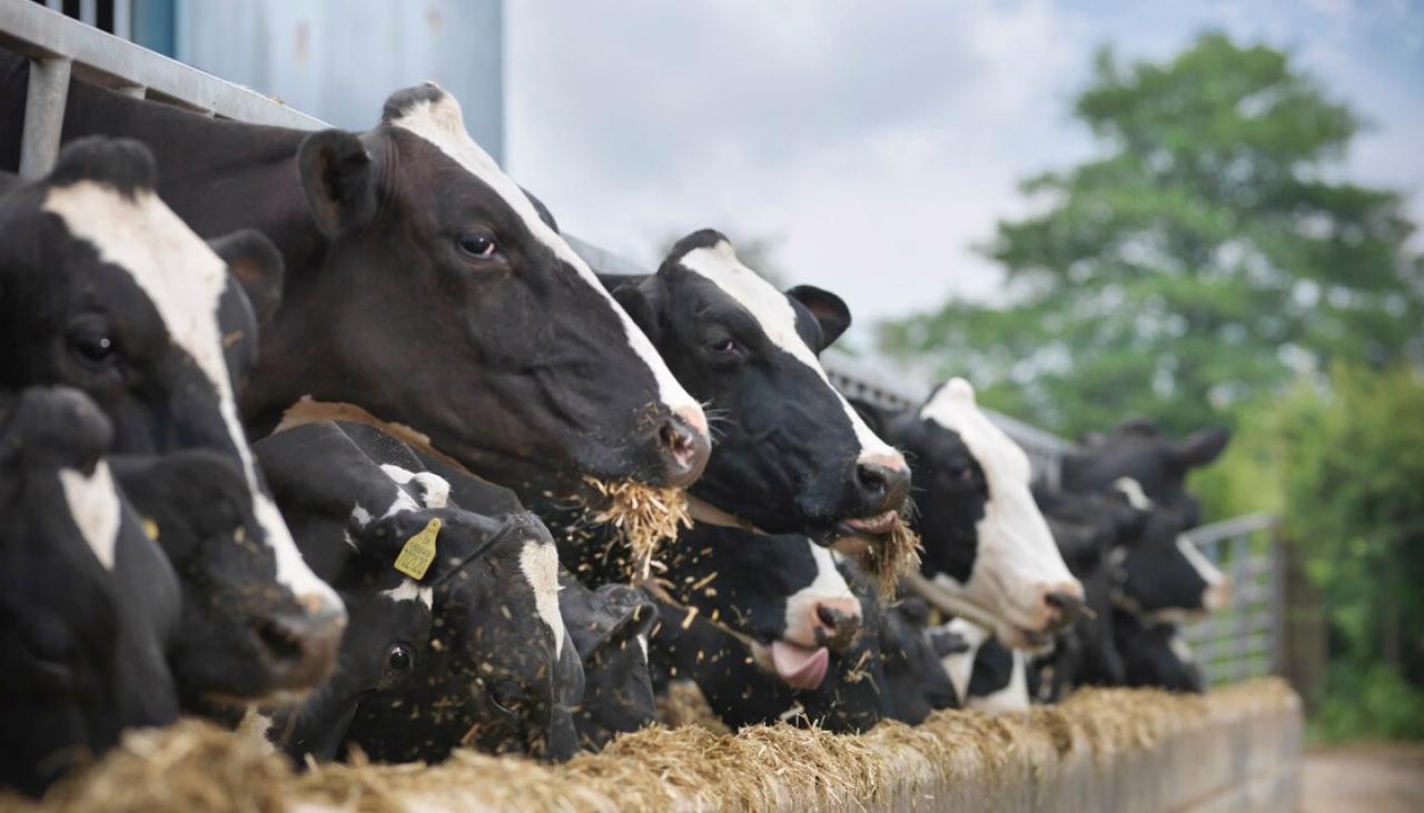 The benefits of feeding molasses to dairy cows | Newshub