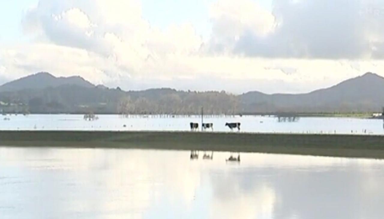 Farmers worry about feed supply after Northland flooding - Newshub