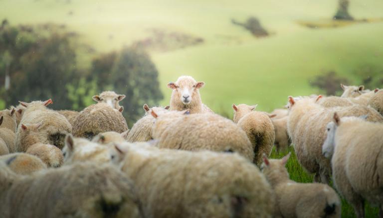 Merino Wool: The Ultimate Guide – Oliver Charles