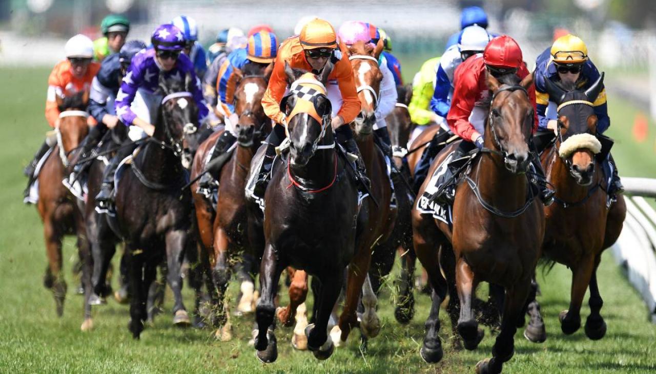 Melbourne Cup office sweepstake and runner's guide Newshub