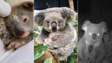 https://www.newshub.co.nz/home/travel/2020/05/australian-reptile-park-welcomes-birth-of-ash-the-koala-just-days-before-reopening/_jcr_content/par/video/image.dynimg.360.q75.jpg/v1590540688816/ASH-THE-KOALA-WILDLIFE-PARK-1120.jpg