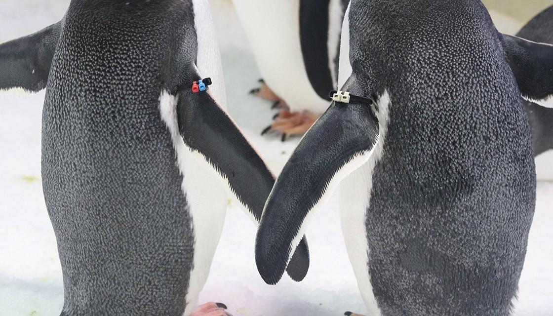 Kelly Tarlton's Aquarium penguins celebrate 19 babies and 24 years