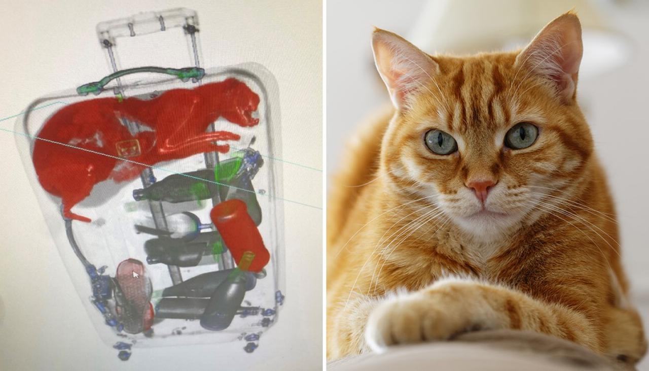 Cat in Plane Luggage Tag – R. Nichols